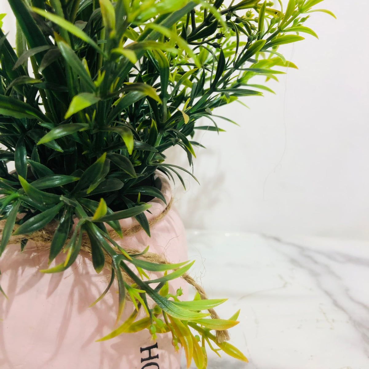 Pink Patonia in Rough Pink Pot