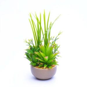 Aloe-vera Pot Planter