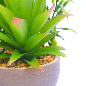 Aloe-vera Pot Planter