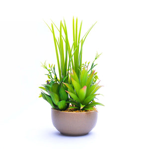 Aloe-vera Pot Planter