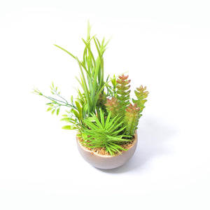 Aloe-Vera Pot Planter