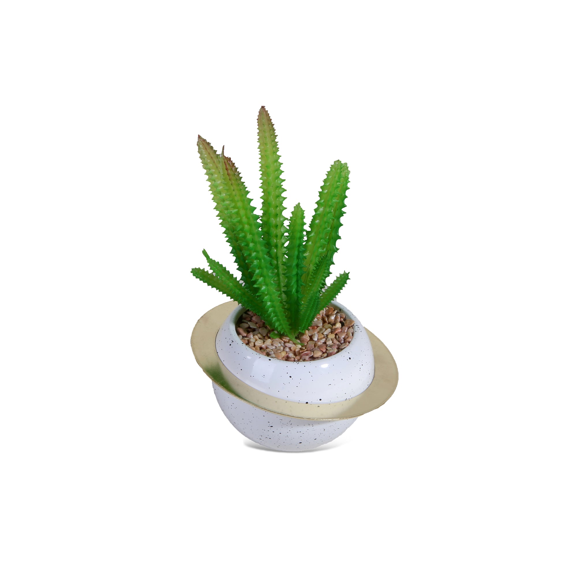 Cactus Plant with White Ring Pot