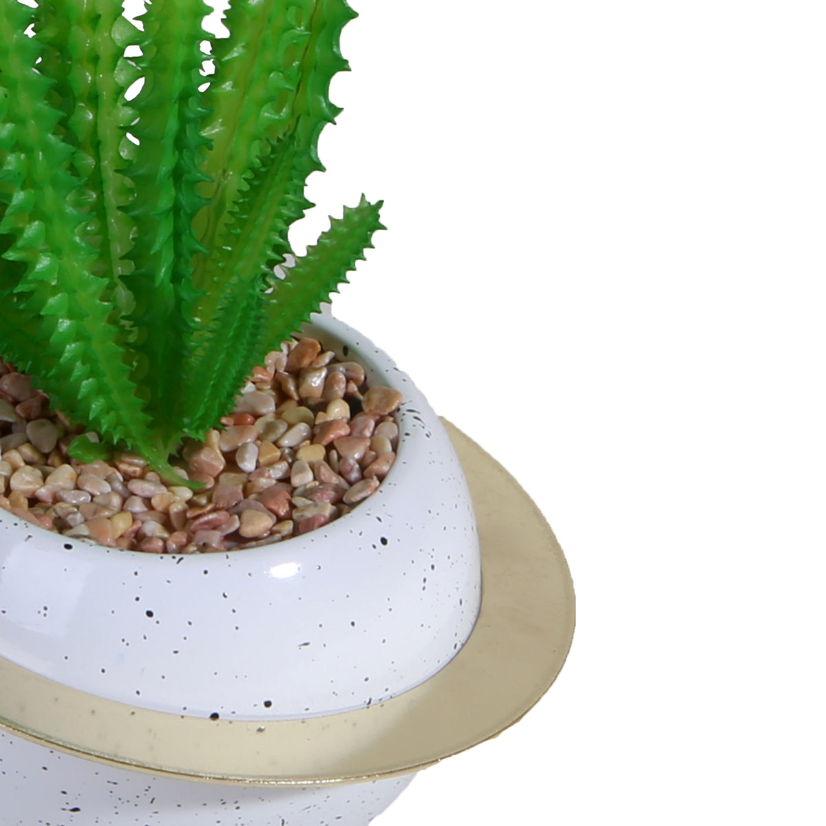 Cactus Plant with White Ring Pot