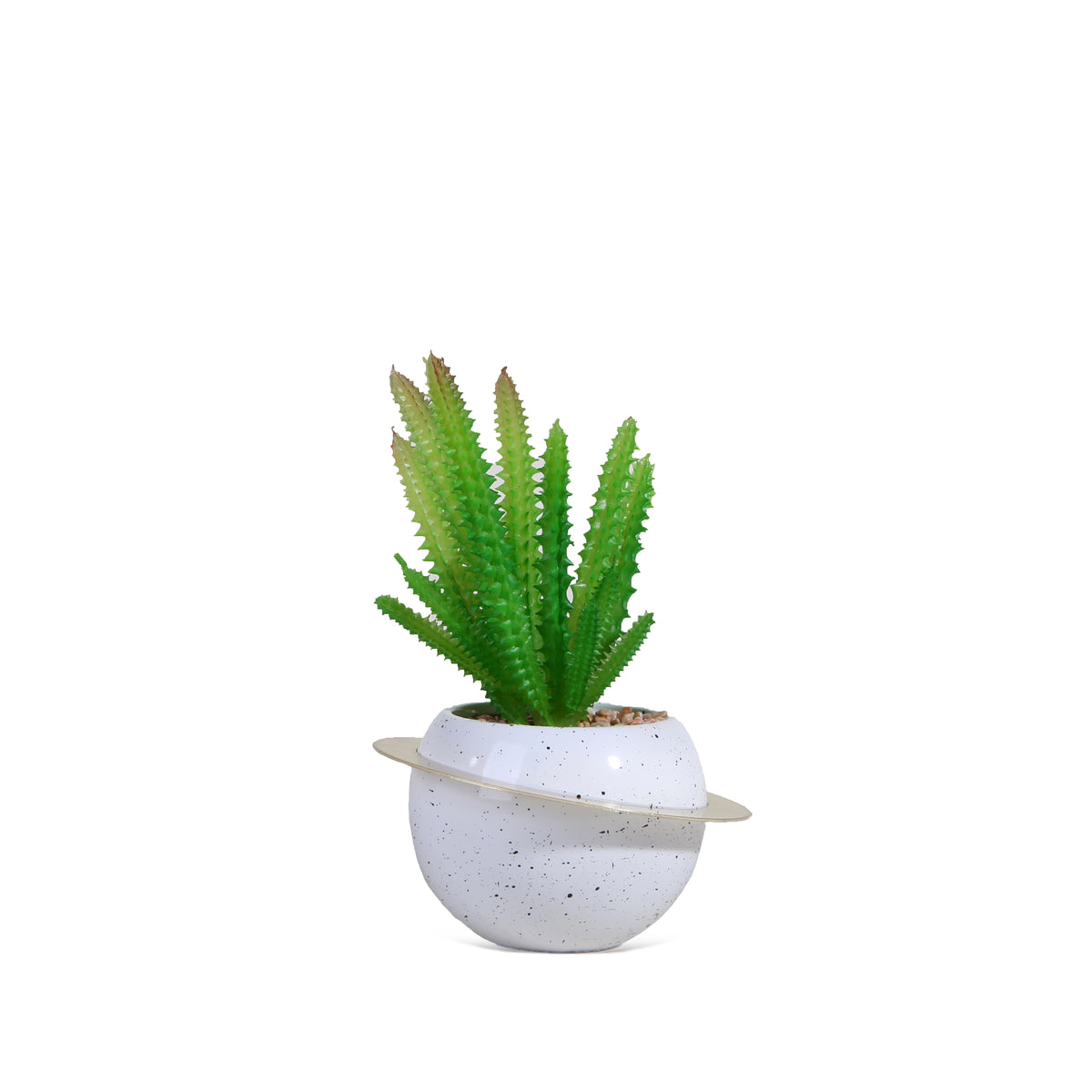 Cactus Plant with White Ring Pot
