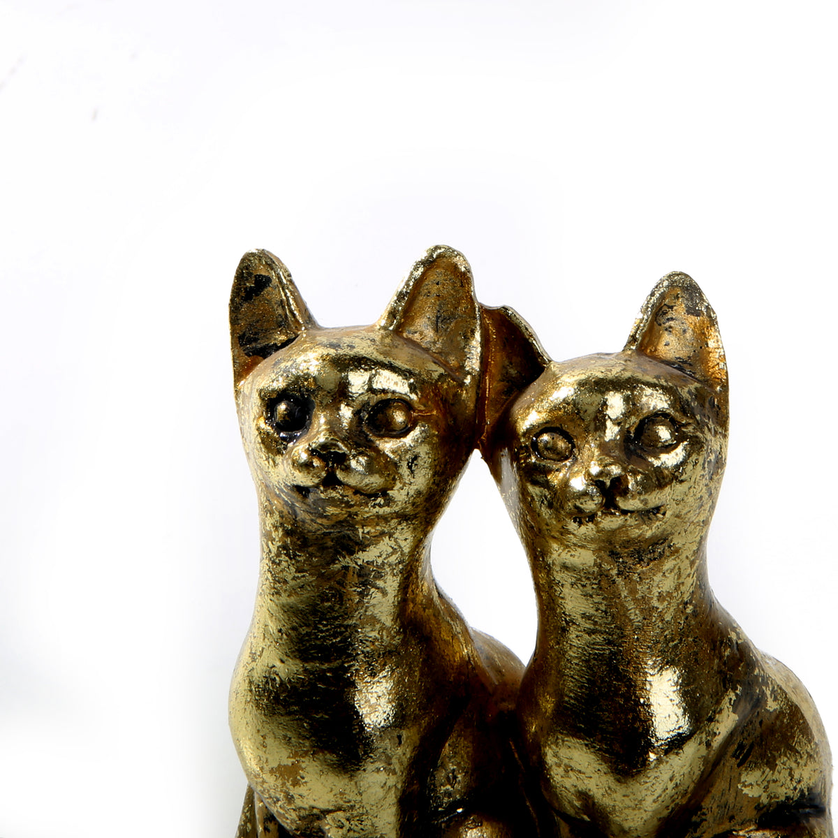 Sphynx Golden Cats